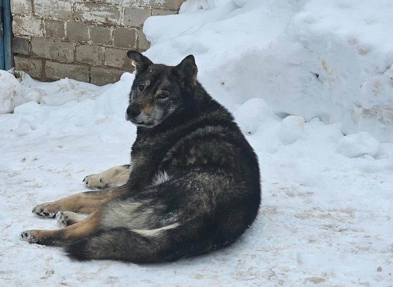 Сообщение о "благородных догхантерах" передано в полицию