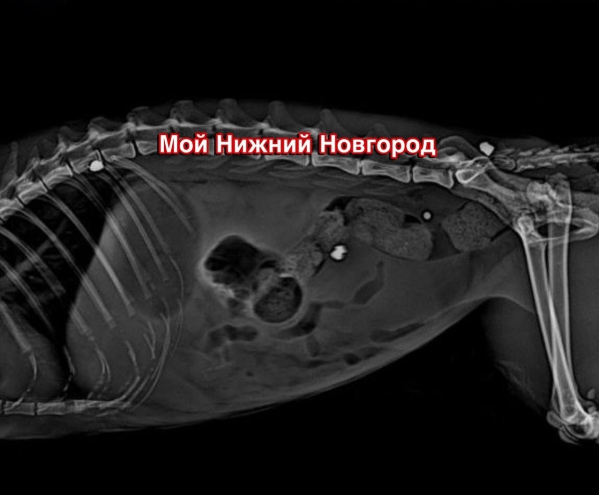 На Бору завелся живодер, который расстреливает животных