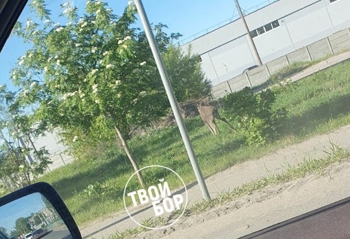 На Бору нашествие лосей