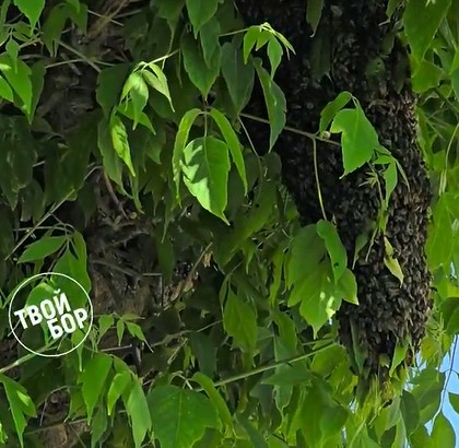 В центре Бора настоящее нашествие пчёл