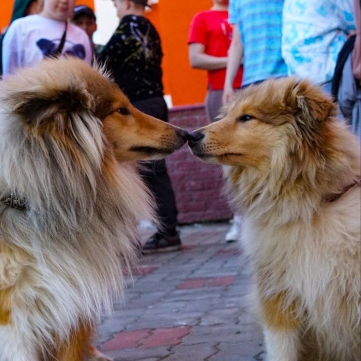 Хвостатый праздник: фестиваль «Мир собак» на площади ЦВР «Алиса»