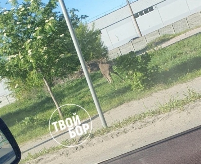 Не сбивайте лосей… Это дорого…