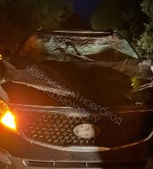 Автомобиль "всмятку". Лось погиб