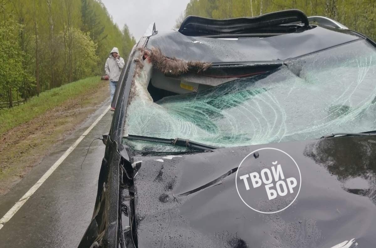 Не всегда водитель оказывается виновным при столкновении с лосем — новости  города Бор