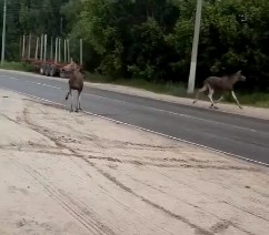 На Бору продолжается нашествие лосей