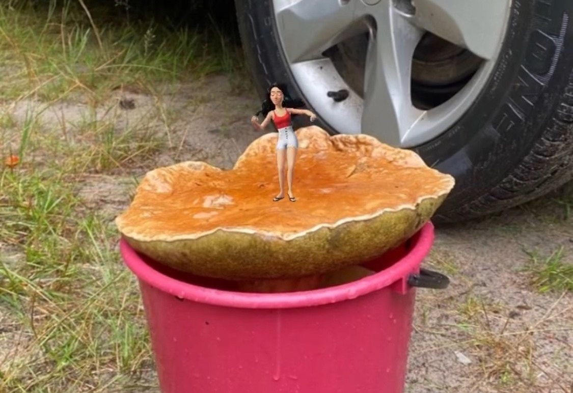 Гигант из борского леса