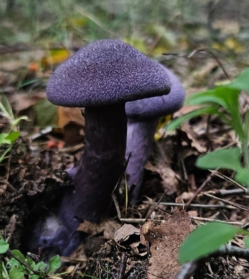 Диковинка из борского леса