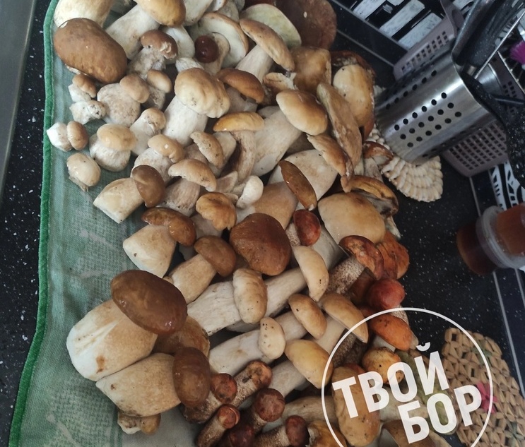 Борчане снова хвастаются