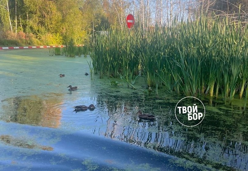 Дорога в борску налоговую - уткин рай