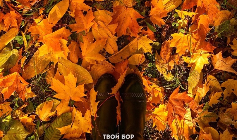 Что известно о погоде этой осенью на Бору