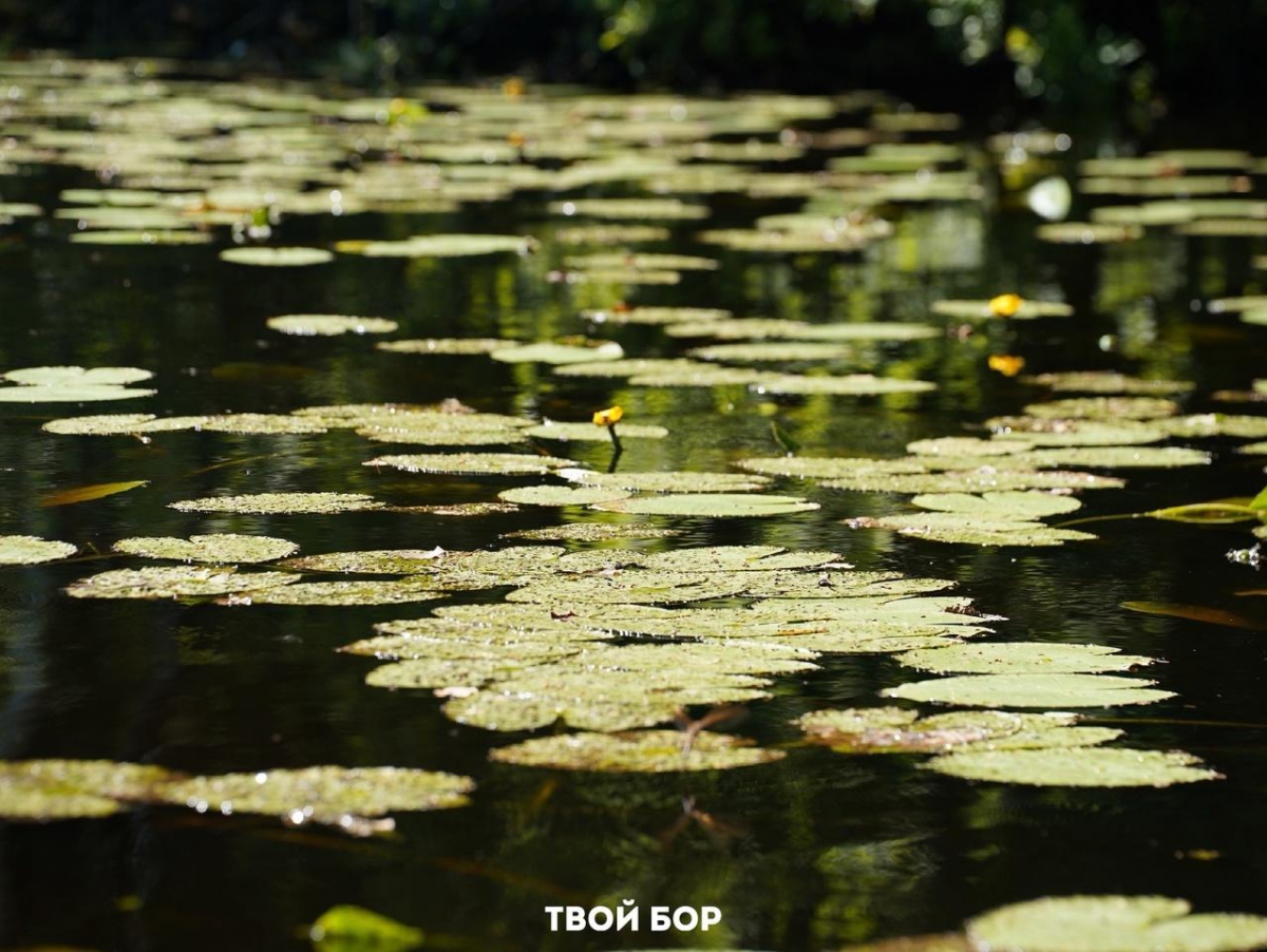 Важная информация о качестве воды в водоемах города Бор