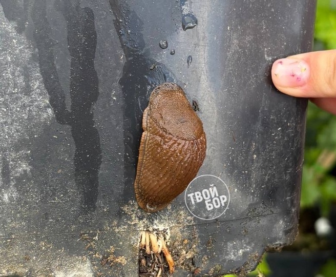 Бор атакуют слизни