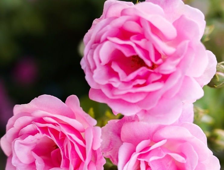 На Бору определены победители на самые благоустроенные населенные пункты