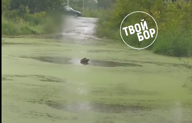 У борской налоговой можно открывать водный заповедник