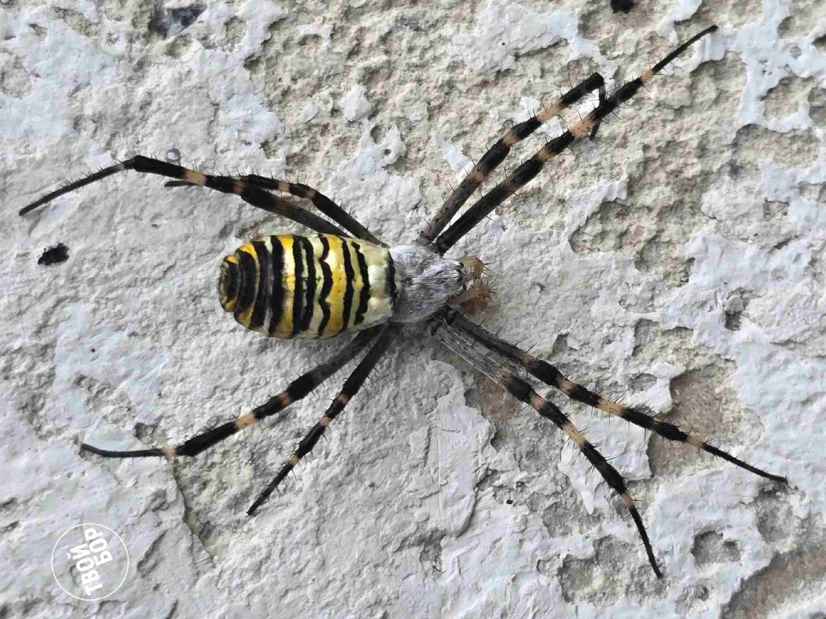 Борчане заметили необычного паука