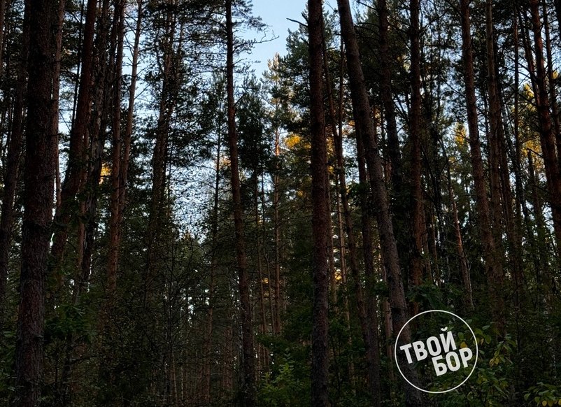 Клещи на Бору активизировались