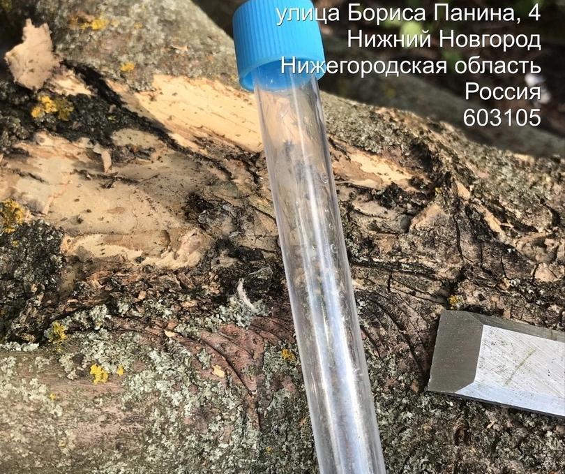 Опасное насекомое выявили в Нижнем, Бор попал в зону карантина