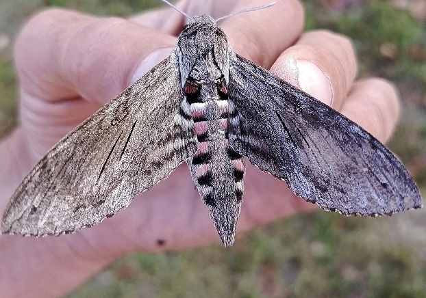На территории Борского округа обнаружены нетипичные создания
