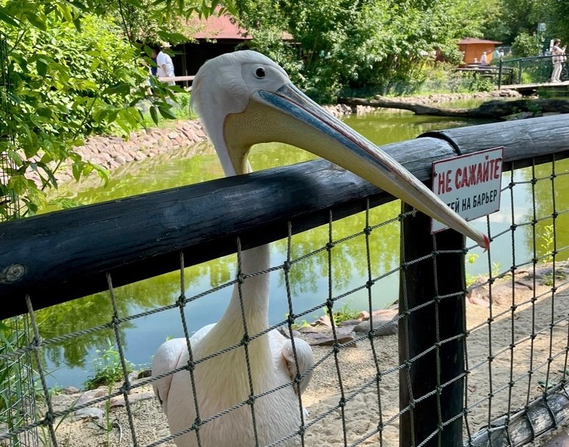 Первоклассники смогут бесплатно посетить зоопарк в День знаний