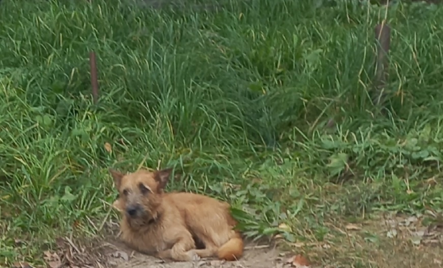 Жители Большого Пикино пожаловались на маленькую агрессивную собаку