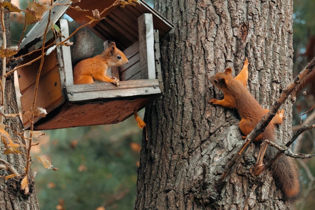 Бор – беличья столица