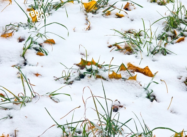 На Бор придут потепление и дожди