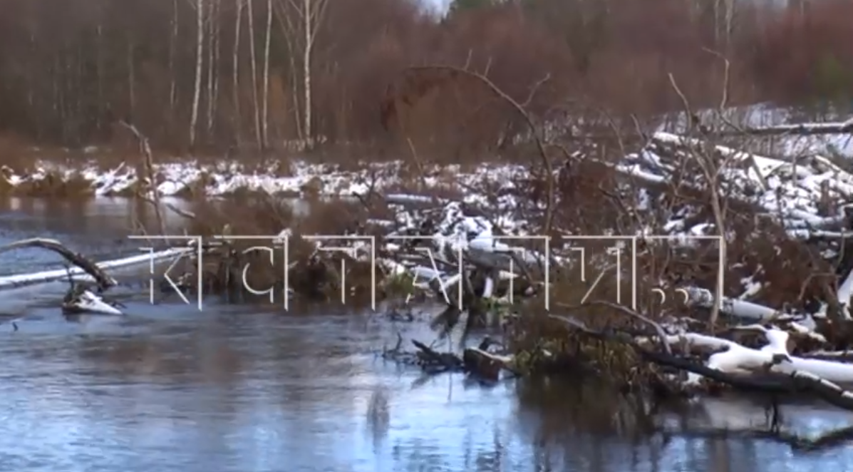 Смытый Керженцем лес образовал огромную плотину около автомобильного моста