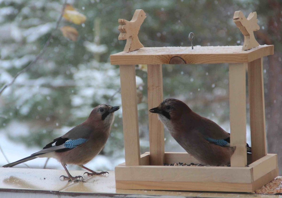С наступлением первого снежного покрова в экопарке Керженского заповедника начали функционировать птичьи кормушки