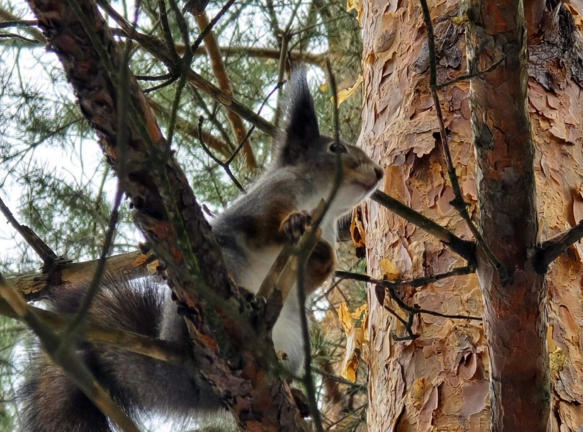 Борчане и белки
