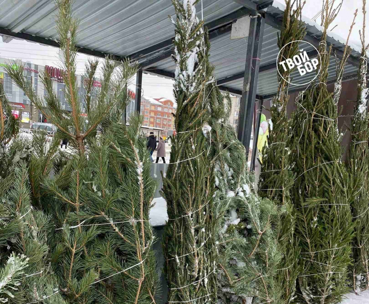 Что будет, если без официального разрешения срубить ёлку?