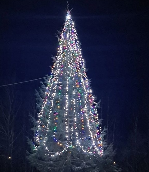 Новогодние красавицы радуют борчан