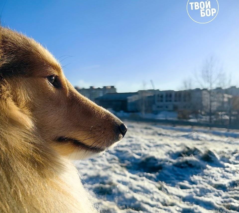 Борских собак чипируют?