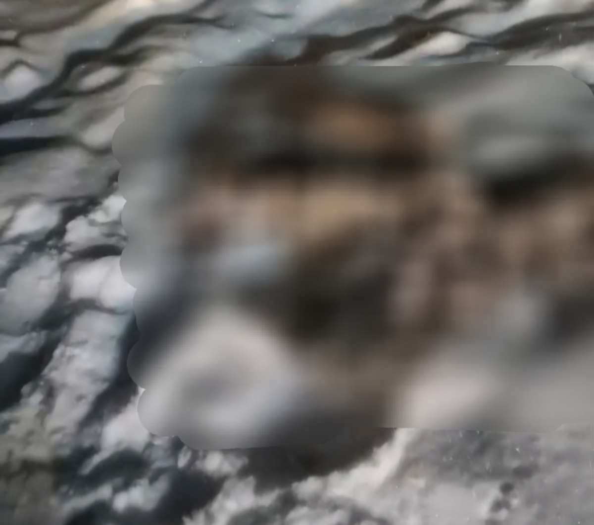 На Бору ищут браконьеров, убивших двух лосят