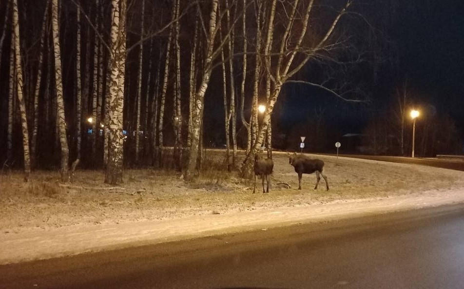 Необычные пешеходы замечены на Борском кольце