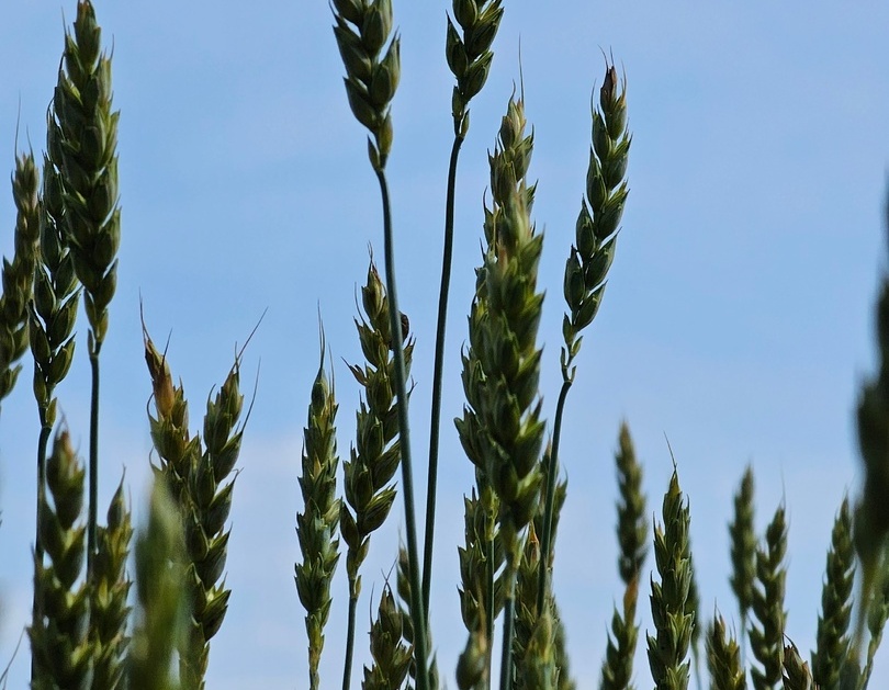 А теперь к борским новостям сельского хозяйства