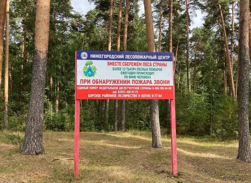 Почему на Бору запрещено ходить в лес?