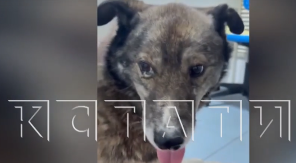 Собаку расстреляли из огнестрельного оружия прямо посреди поселка