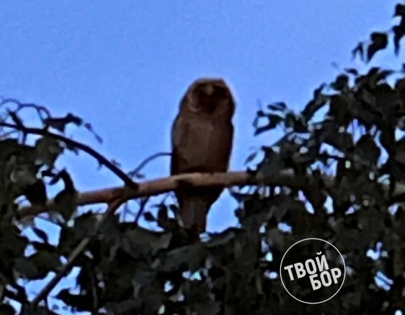 Частые гости на Бору