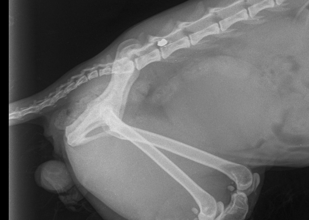 Стрелок по кошкам завёлся в Линде