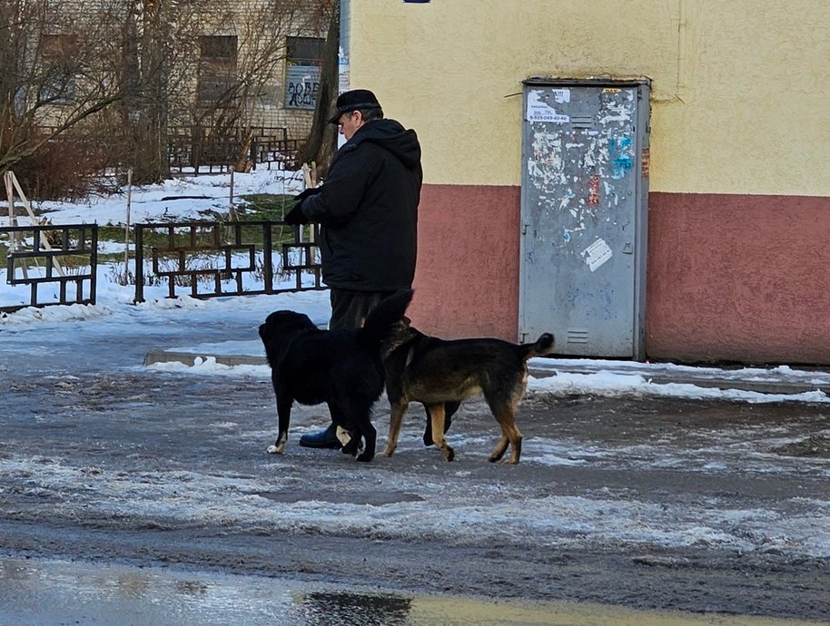 Собаки покусали директора в Кантаурово