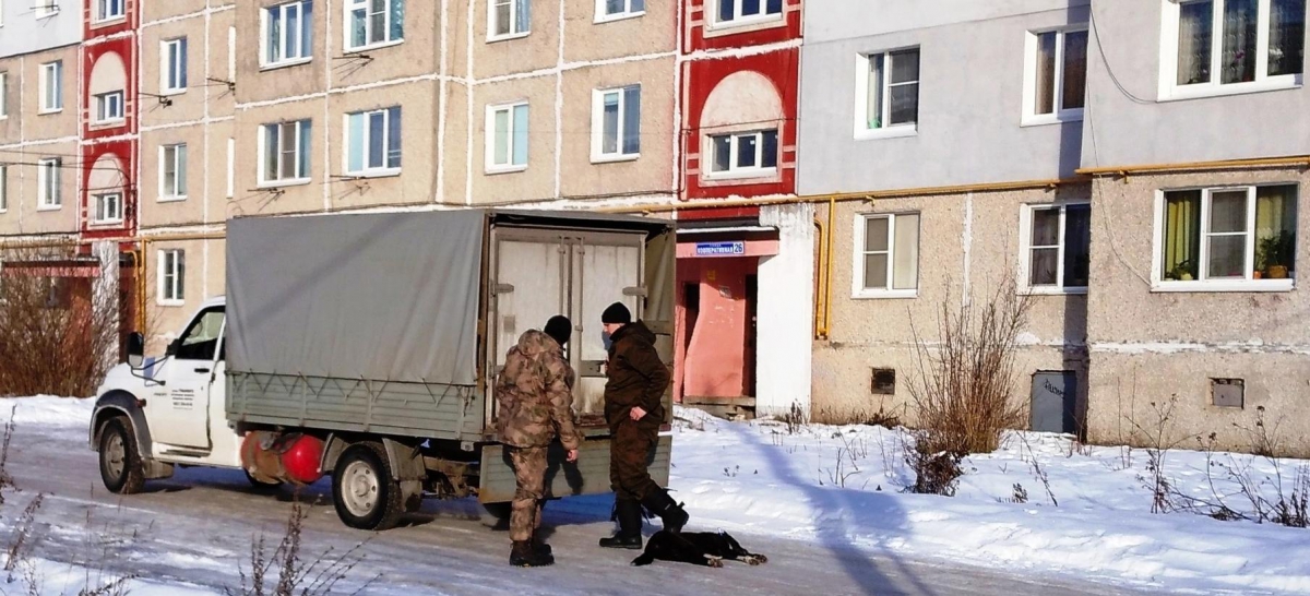 Алексей Боровский прокомментировал отлов собак в Б.Пикино и Октябрьском