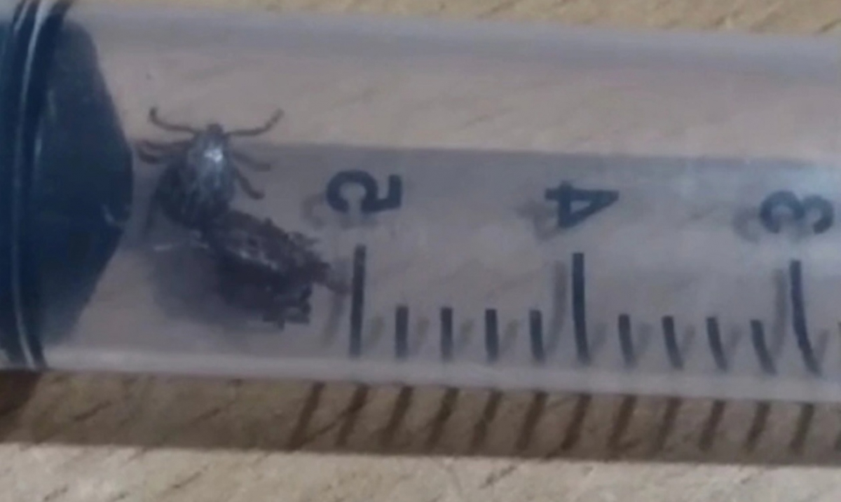 На Бору проснулись клещи