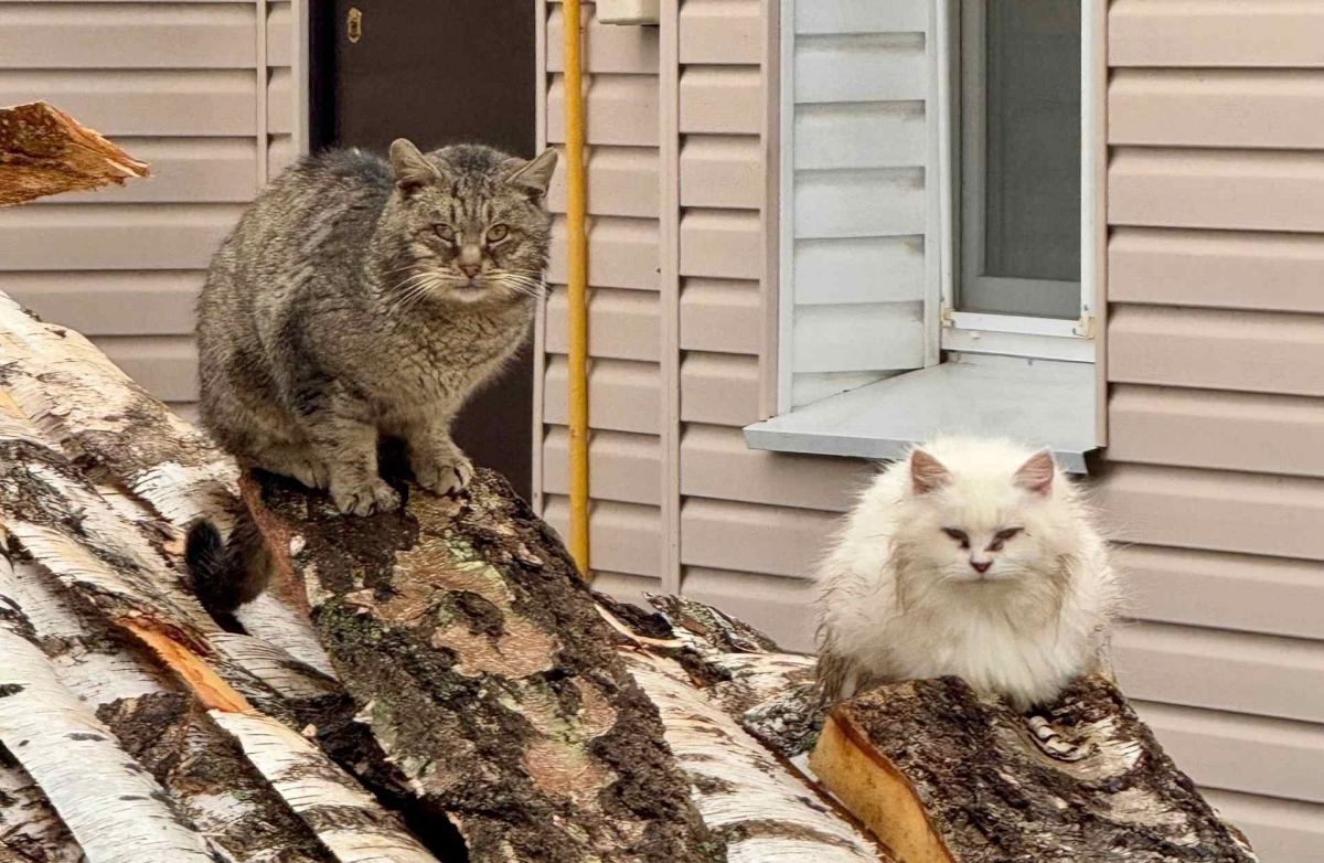 Первый месяц нового года позади