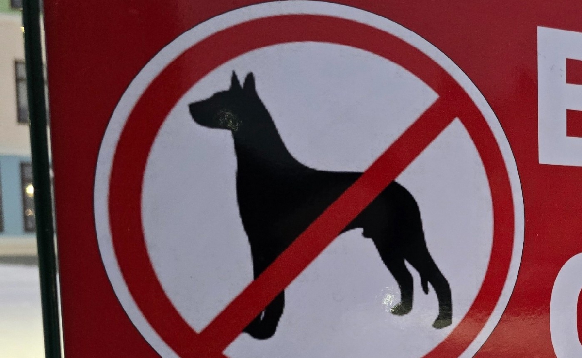 Овчарка терроризирует жителей и животных улицы Чернышевского в городе Бор