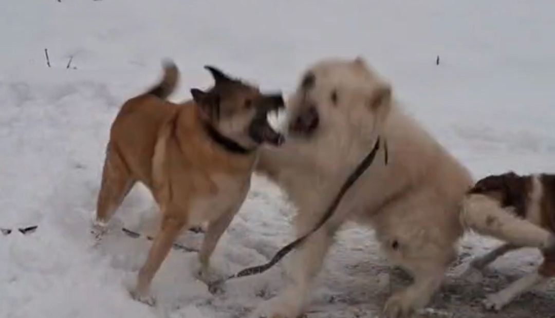 Алексей Боровский прокомментировал ситуацию с собаками