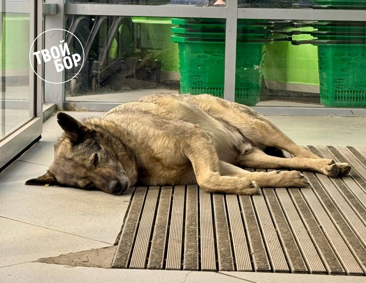 С 1 марта в России ветеринарные препараты будут продавать по рецептам