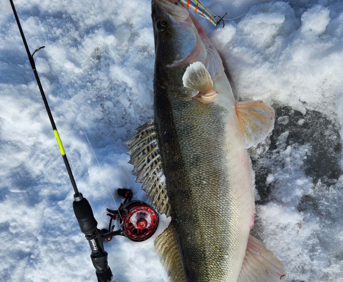 Нижегородец поймал в Волге судака весом 3,3 кг