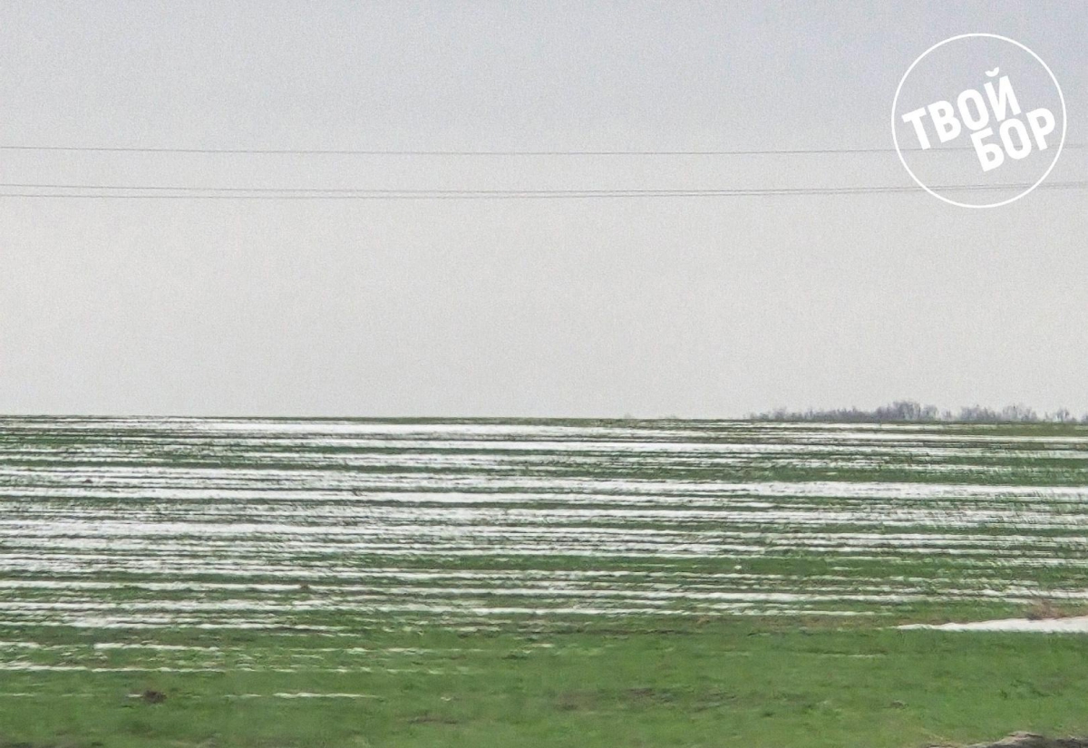 Озимые зеленеют в полях. Риски?