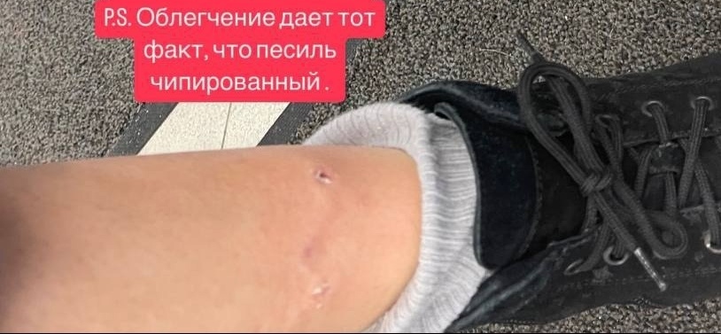 В борском магазине собака напала на посетителя