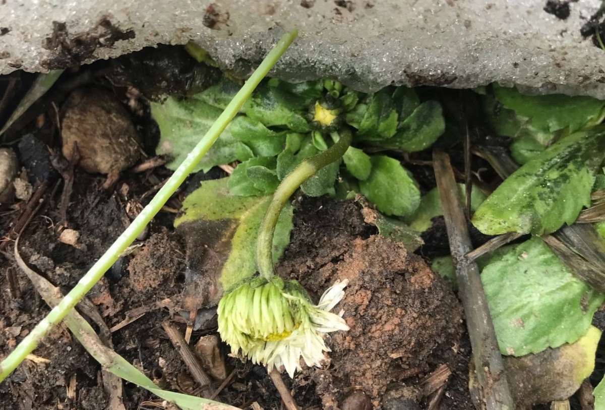 Январские первоцветы из Кантаурово